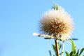 Beautiful dew drops on dandelion seeds macro at sunrise close up. soft background. Water drops on dandelion parachutes. Royalty Free Stock Photo