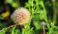 Beautiful dew drops on dandelion seeds macro at sunrise close up. soft background. Water drops on dandelion parachutes. Royalty Free Stock Photo