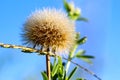 Beautiful dew drops on dandelion seeds macro at sunrise close up. soft background. Water drops on dandelion parachutes. Royalty Free Stock Photo