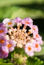 Morning drops of dew on the petals of flowers Royalty Free Stock Photo