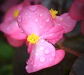Beautiful dew kissed pink petite flowers