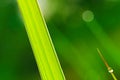 Beautiful dewdrops  on grass edge Royalty Free Stock Photo