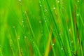 Beautiful dewdrops  on grass edge Royalty Free Stock Photo