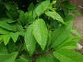 Beautiful dewdrops on leaves