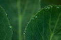 Beautiful dews on green cabbage leaf