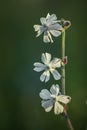 Beautiful dewy flowers of the Bladder Campion Royalty Free Stock Photo