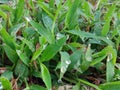 Beautiful Dewy Leaves