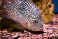 Beautiful  diamond aquarium fish Herichthys carpintis in blue water Royalty Free Stock Photo