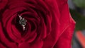 beautiful diamond ring on a red rose petal Royalty Free Stock Photo