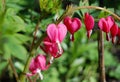 Beautiful dicentra flower