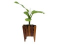 Beautiful Dieffenbachia in flowerpot, isolated