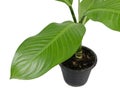 Beautiful Dieffenbachia in flowerpot, isolated