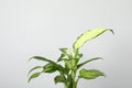 Beautiful Dieffenbachia home plant