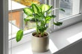 Beautiful Dieffenbachia plant on windowsill. Space for text