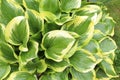 Beautiful dieffenbachia with wet green leaves outdoors