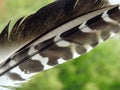 Beautiful different birds feathers, Lithuania