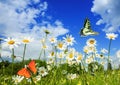 Beautiful different butterflies flutter in a bright meadow over white flowers daisies on a Sunny summer day