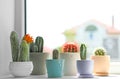 Beautiful different cacti in pots