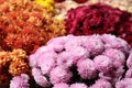 Beautiful different color Chrysanthemum flowers as background, closeup Royalty Free Stock Photo