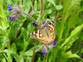 Colorful butterfly on plants, Lithuania Royalty Free Stock Photo