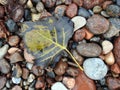 Colorful autumn leaf on sea stones, Lithuania Royalty Free Stock Photo