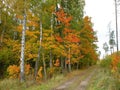 Path and colorful autumn trees, Lithuania Royalty Free Stock Photo