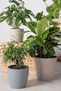 Beautiful different houseplants on floor in room