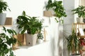 Beautiful different potted green plants in room. House decor