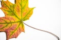 Beautiful different shades of maple leaf lies on a white background. This leaf fell from a beautiful autumn tree.