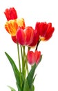 Beautiful different tulips