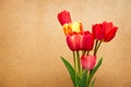 Beautiful different tulips