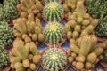 Different types of Cactus view from up down in outdoor street market.