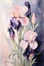 beautiful Digital art with soft black -peach pink iris flowers against colorful abstract background. paint watercolor style. Royalty Free Stock Photo
