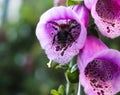 Beautiful digitalis flower close up in white and purple color Royalty Free Stock Photo