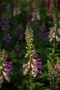 Beautiful digitalis or foxglove flower in garden Royalty Free Stock Photo