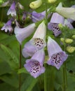 Wonderful Garden Combination Foxglove With Penstemon