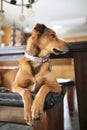 Beautiful Dignified Mix Breed Dog Laying at Home Kitchen Table