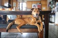 Beautiful Dignified Mix Breed Dog Laying at Home Kitchen Table