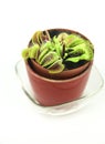 Dionaea Muscipula carnivorous plant on white background