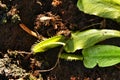 Beautiful Dionaea Muscipula plant in the garden