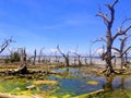 Beautiful Disaster - Dead Mangrove Trees.