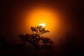 A beautiful disc of a rising sun behind the pine tree. Dark, mysterious morning landscape. Apocalyptic look.