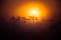 A beautiful disc of a rising sun behind the pine tree. Dark, mysterious morning landscape. Apocalyptic look.