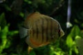 Beautiful Discus fish in a freshwater fish tank Royalty Free Stock Photo