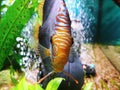 Beautiful discus fish in gorgeous clear water clean tank Royalty Free Stock Photo