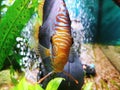 Beautiful discus fish in gorgeous clear water clean tank