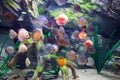 Beautiful discus fishes in water Royalty Free Stock Photo