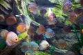 Beautiful discus fishes in water Royalty Free Stock Photo