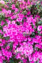 Beautiful display of azalea flowers