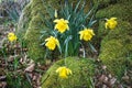 Beautiful display of bright yellow daffodils planted in a bed of mossy rocks